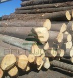 Spruce Round Logs (Picea Abies)