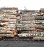 Birch Round Logs (Betula Pendula)