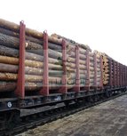 Pine Round Logs (Pinus Silvestris)